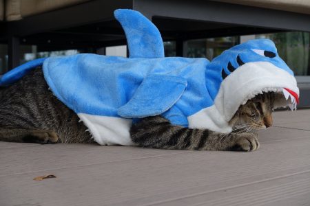 Haikostüm für Katzen