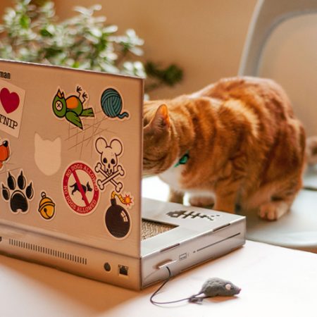 Katzen Kratzbaum Laptop