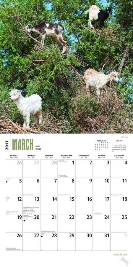 Ziegen in Bäumen Kalender 2017