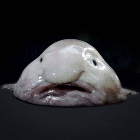 Blobfisch - das hässlichste Tier der Welt